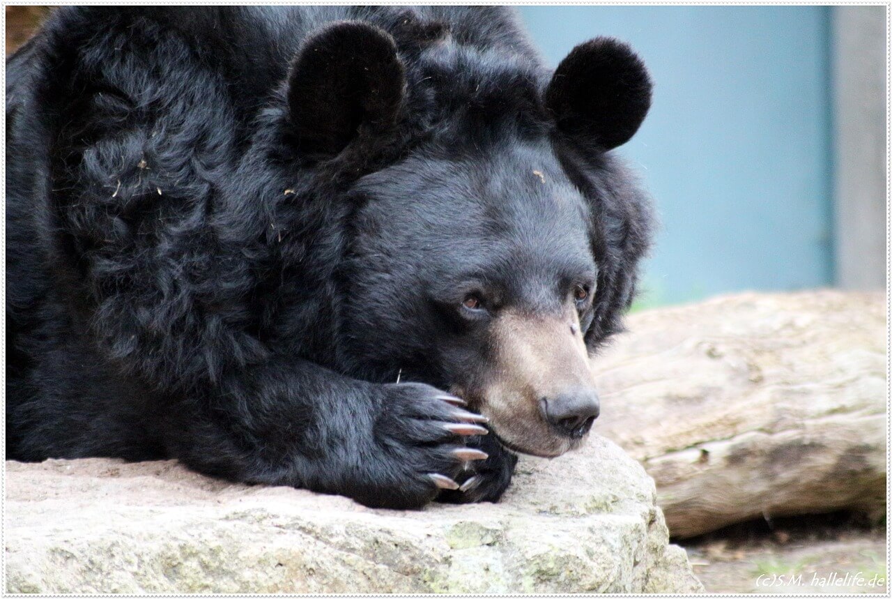 An article covering the recent bear-related incidents in Japan.Close-up of an Asiatic black bear resting its forepaws on a rock, with thick black fur, rounded ears, and long claws visible.