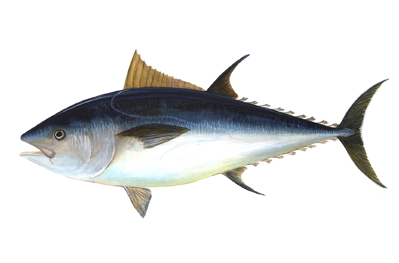 Illustration of a tuna used as an eyecatch image for an article explaining why Japan’s Hatsuseri (first tuna auction of the year) can reach prices as high as $3.2 million, reflecting the country’s first-of-the-year culture.